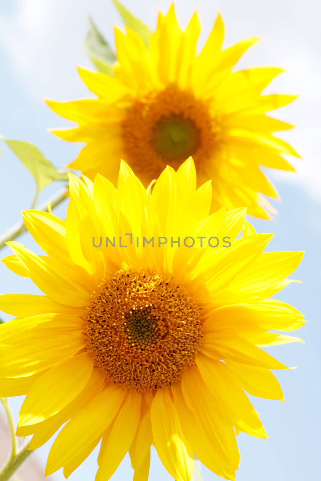 Beautiful sunflowers in the heat of summer