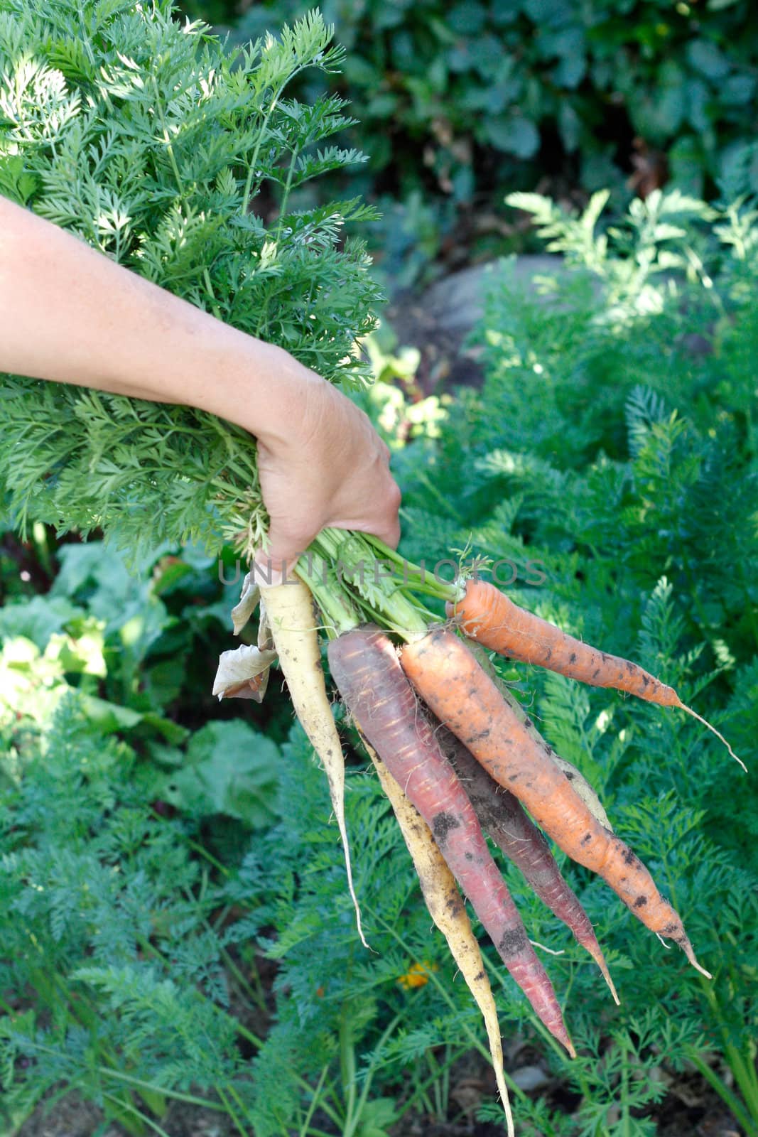 Woman holding carrots in different sizes