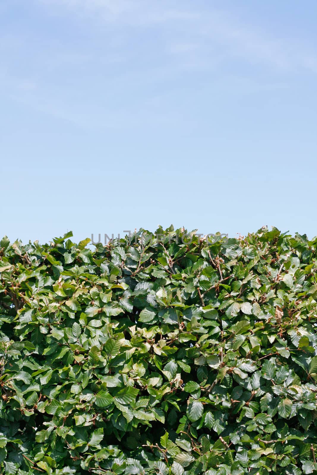 A green hedge and a blue sky