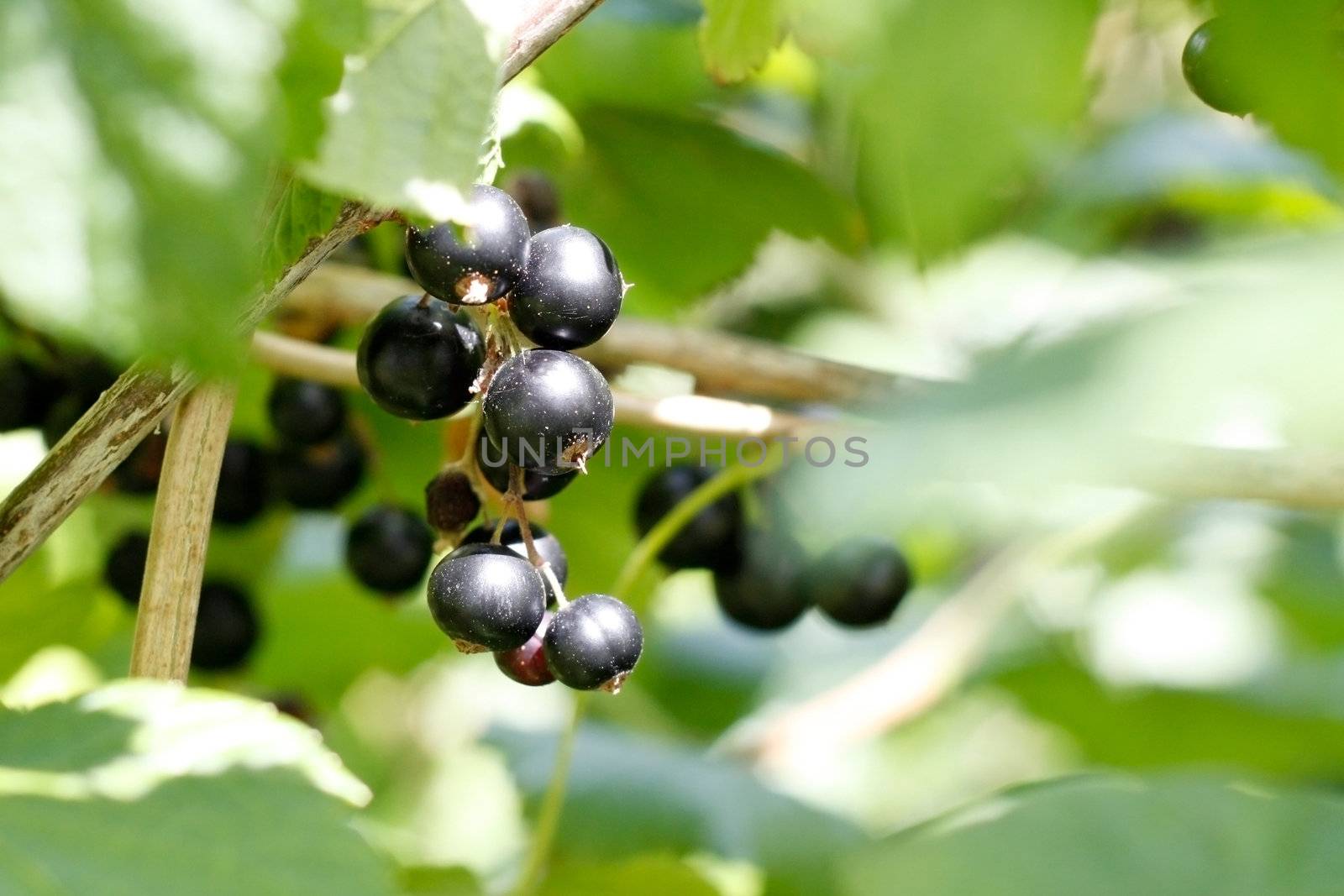 A hand holding some blackcurrants