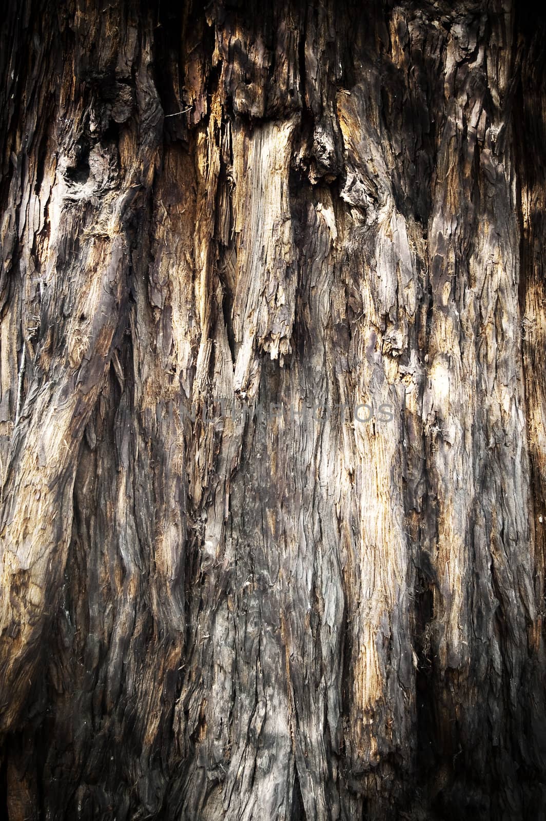 A close up of a textured bark of tree