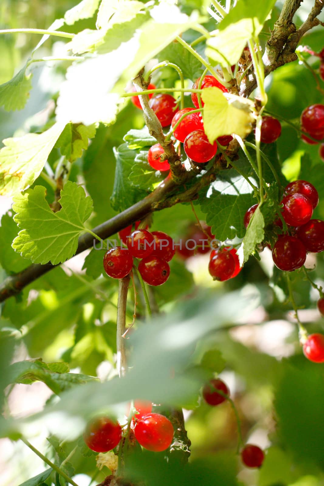 Delicious ripe red currants ready to be picked