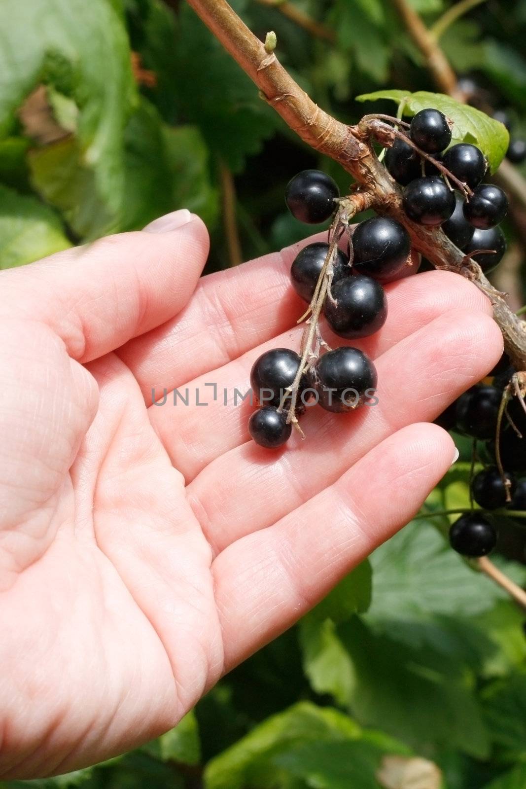 A hand holding some blackcurrants