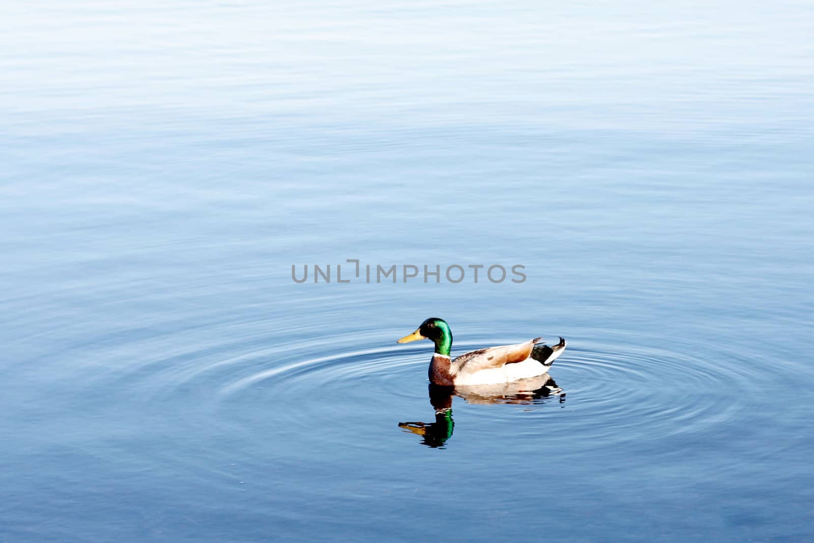 A duck swimming in water