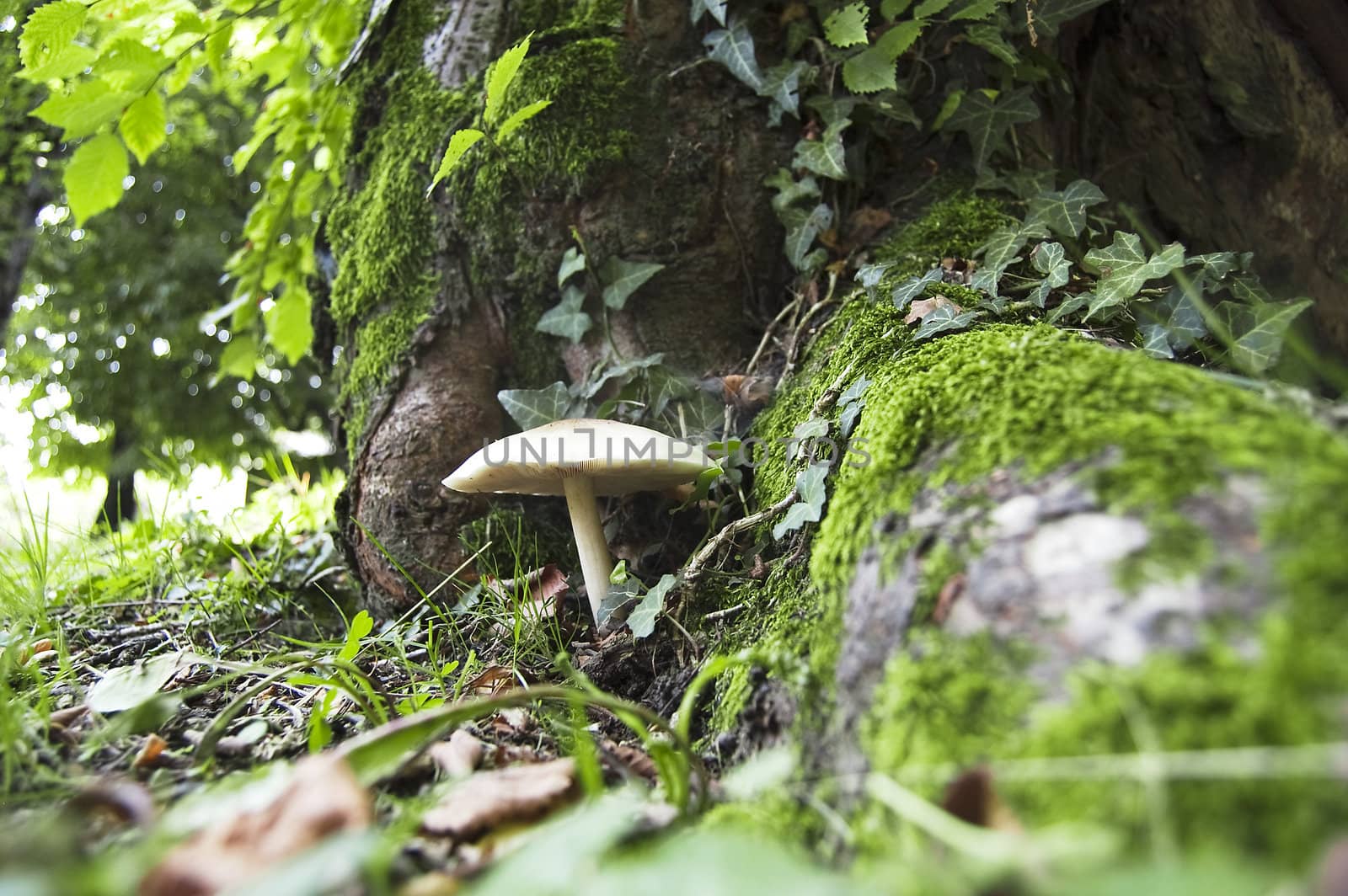 A white mushroom in a forest under an old tree
