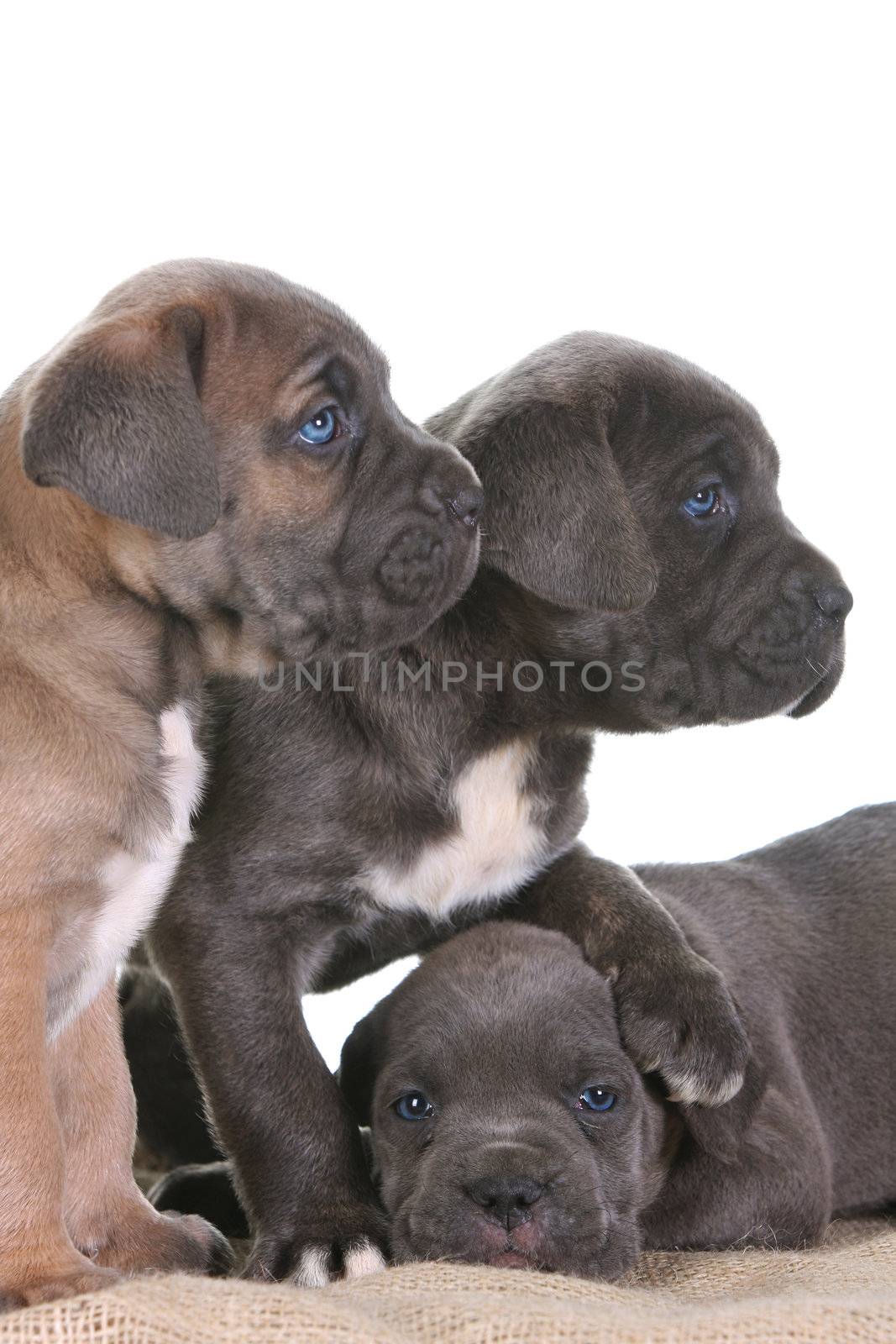 beautiful young puppy italian mastiff cane corso ( 5 weeks )