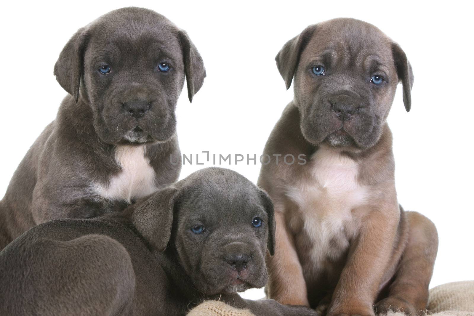 beautiful young puppy italian mastiff cane corso ( 5 weeks )