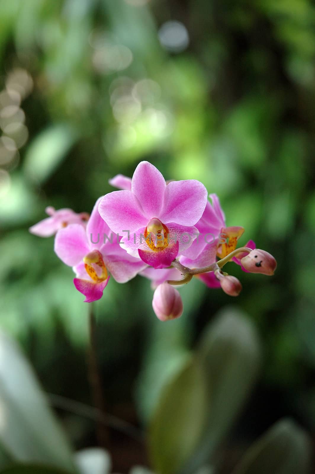 pink orchid that growth well in indonesia