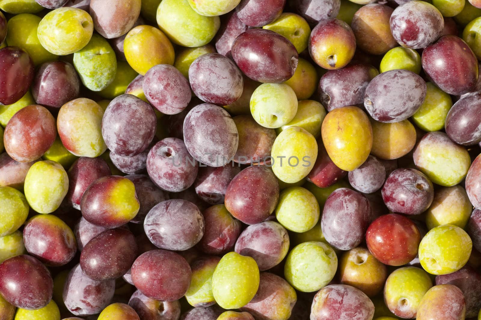 Background texture pattern of freshly harvested green and black (red) olives close-up.