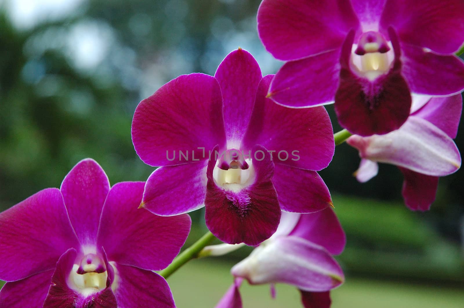 purple orchid that growth well in indonesia