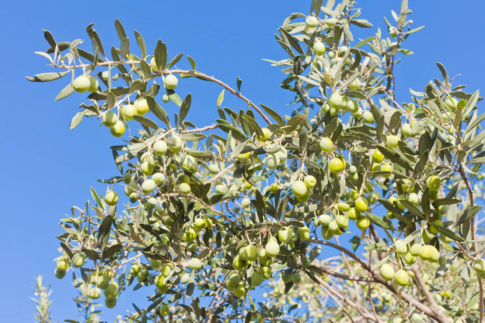 Foliage of Olive tree (Olea Europaea) loaded with ripe green olives ready to be harvested against blue mediterranean sky.