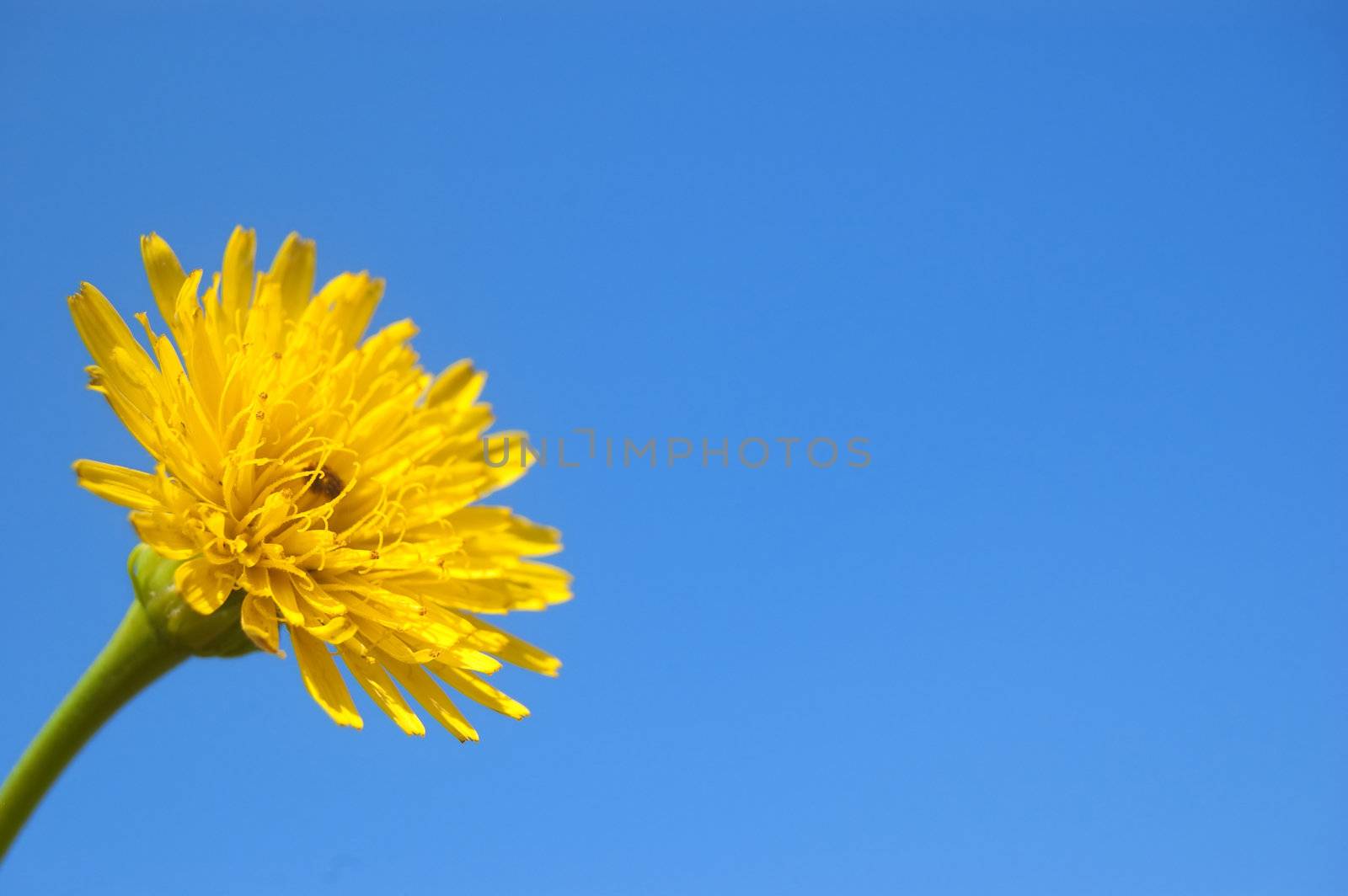 A yellow flower isolated on a blue sky