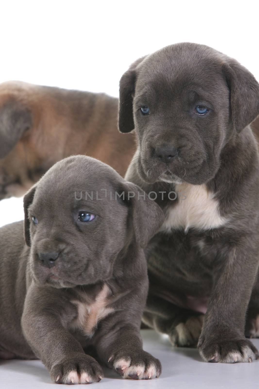 beautiful young puppy italian mastiff cane corso ( 5 weeks )