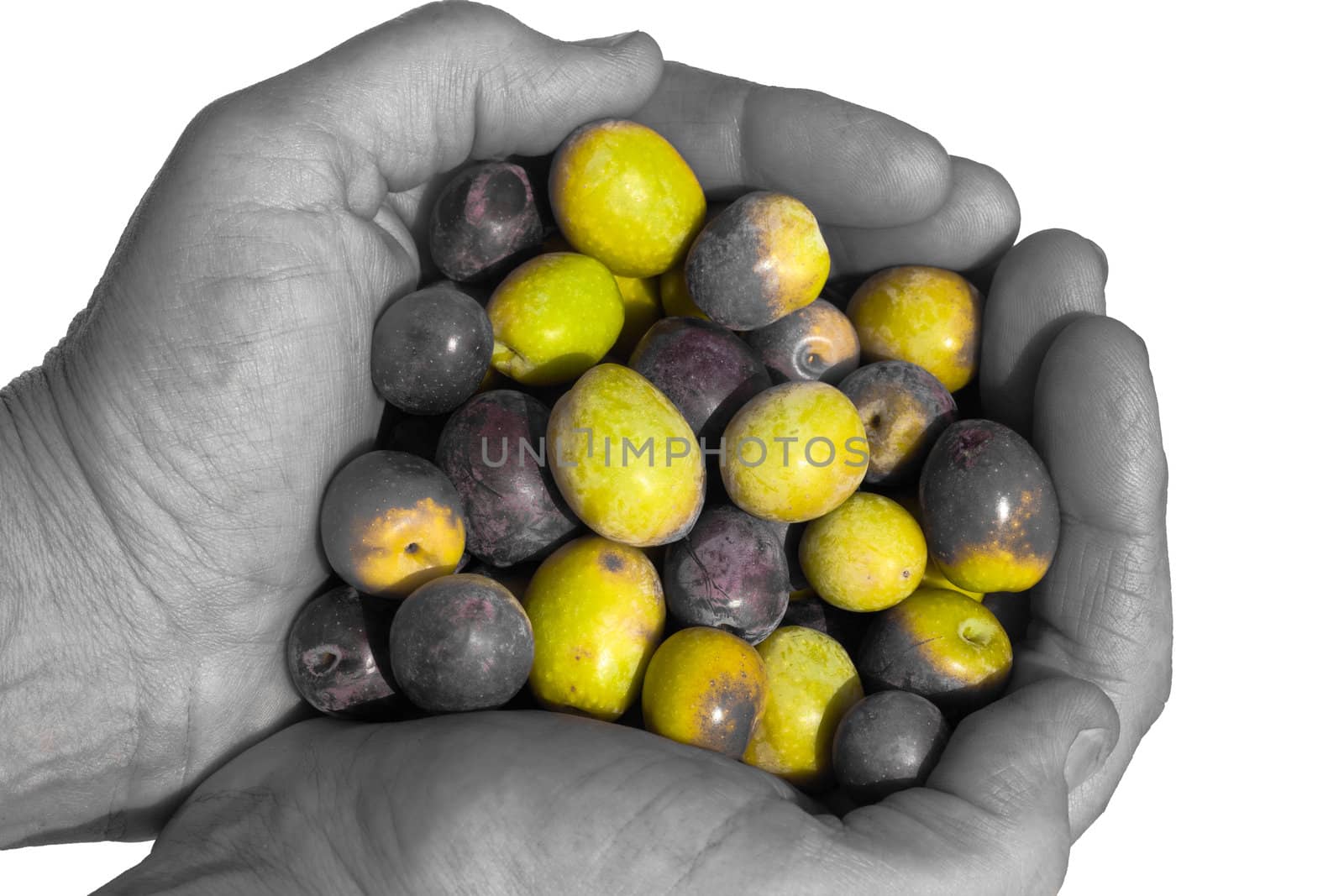 Cupped hands (black&white) full of freshly harvested ripe green and black olives (color) isolated on white.