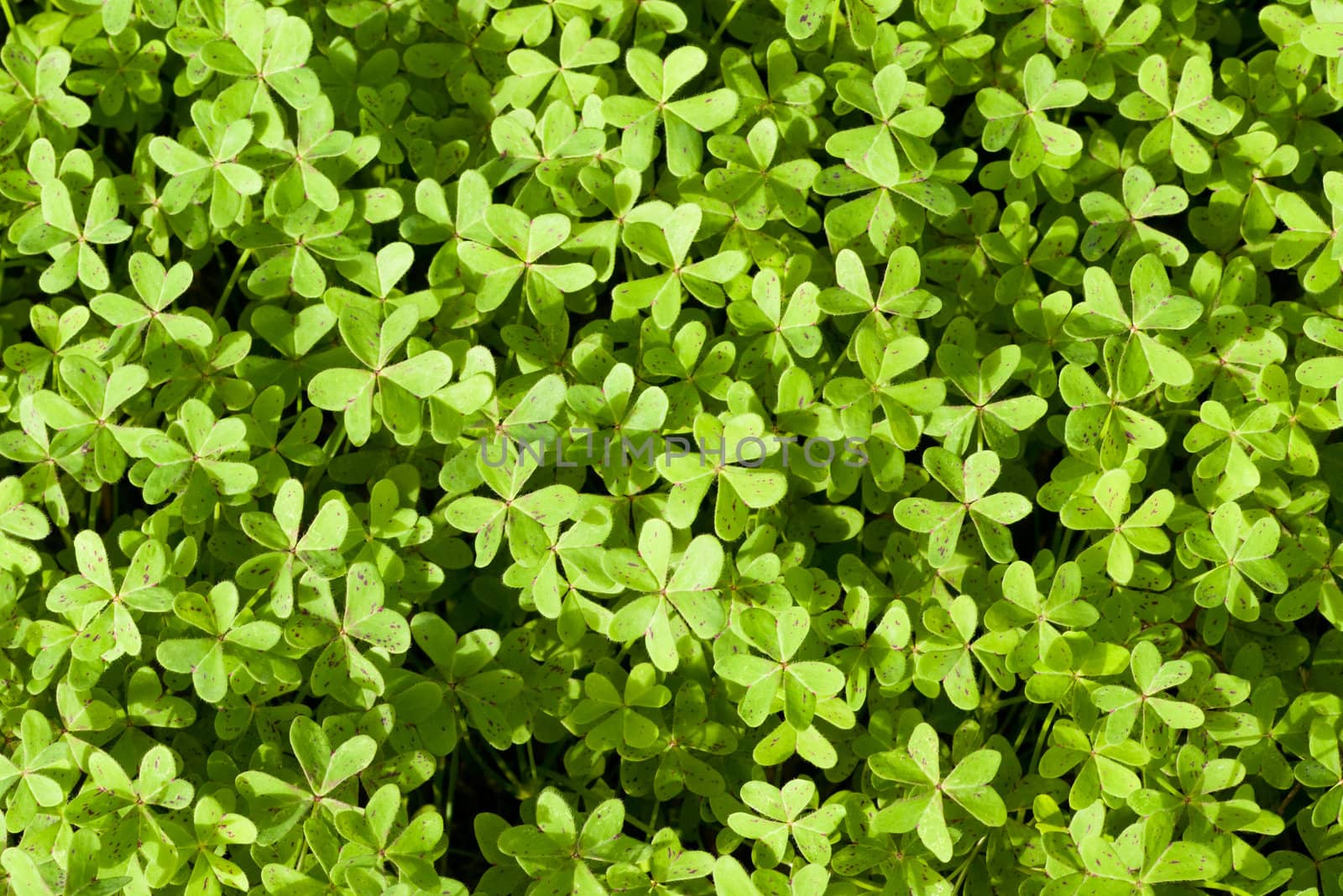 Background texture pattern of freshly spring-grown clover leaves densely covering the ground.