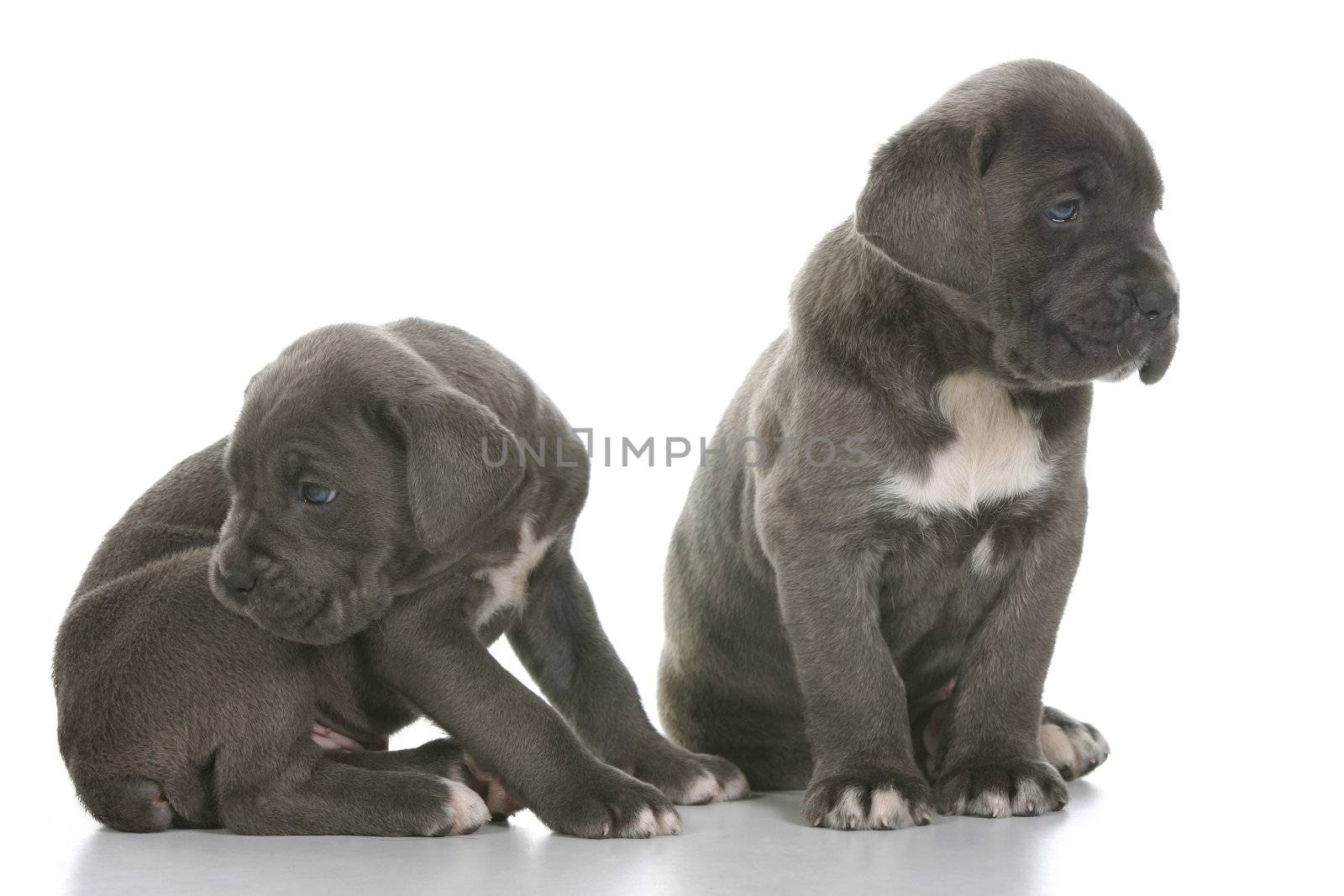 beautiful young puppy italian mastiff cane corso ( 5 weeks )