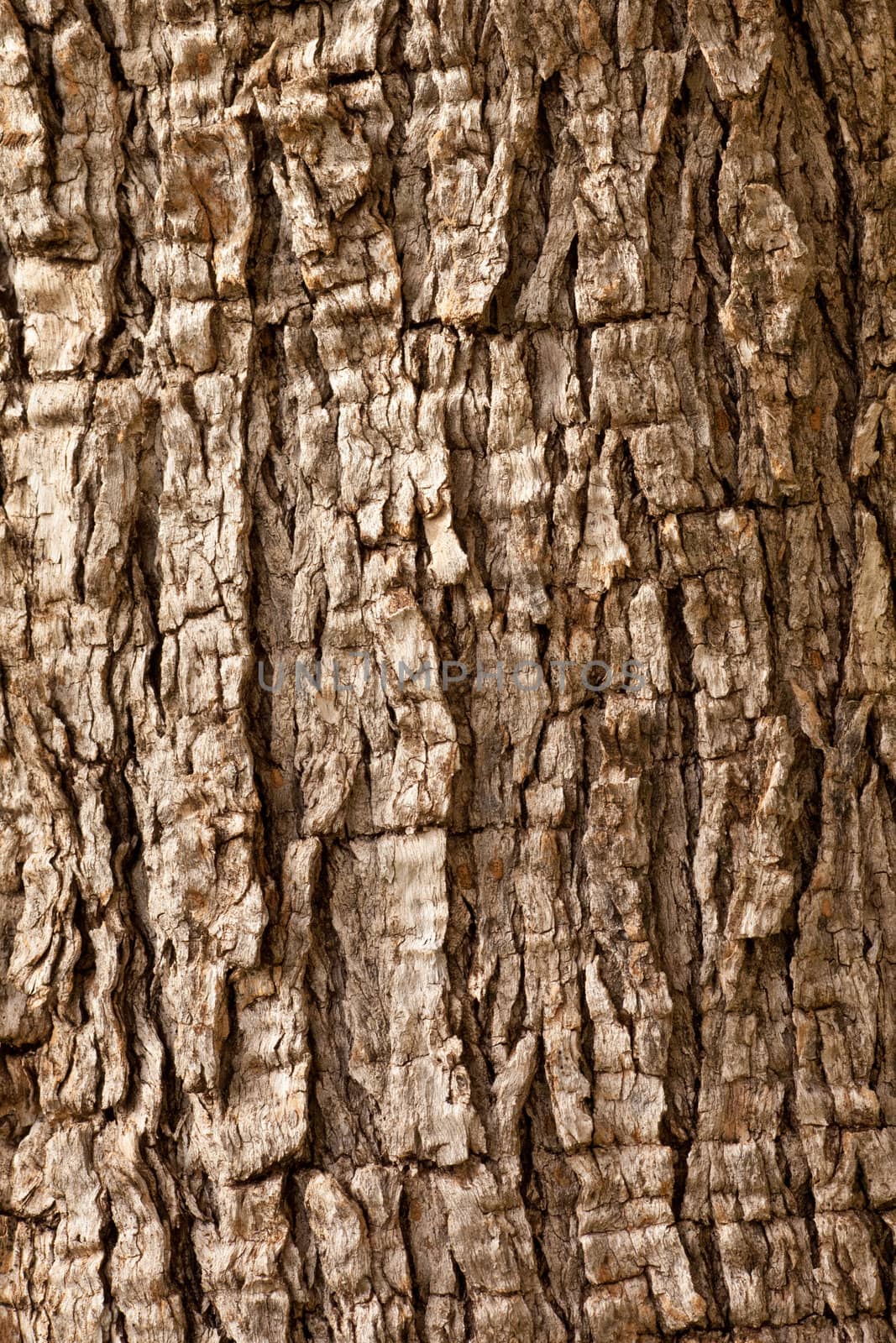 Olive tree (Olea europaea) bark background texture pattern.