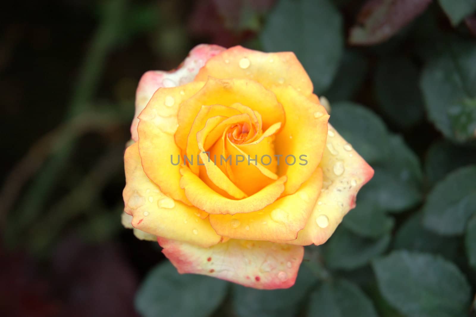 Macro of a yellow rose with dew