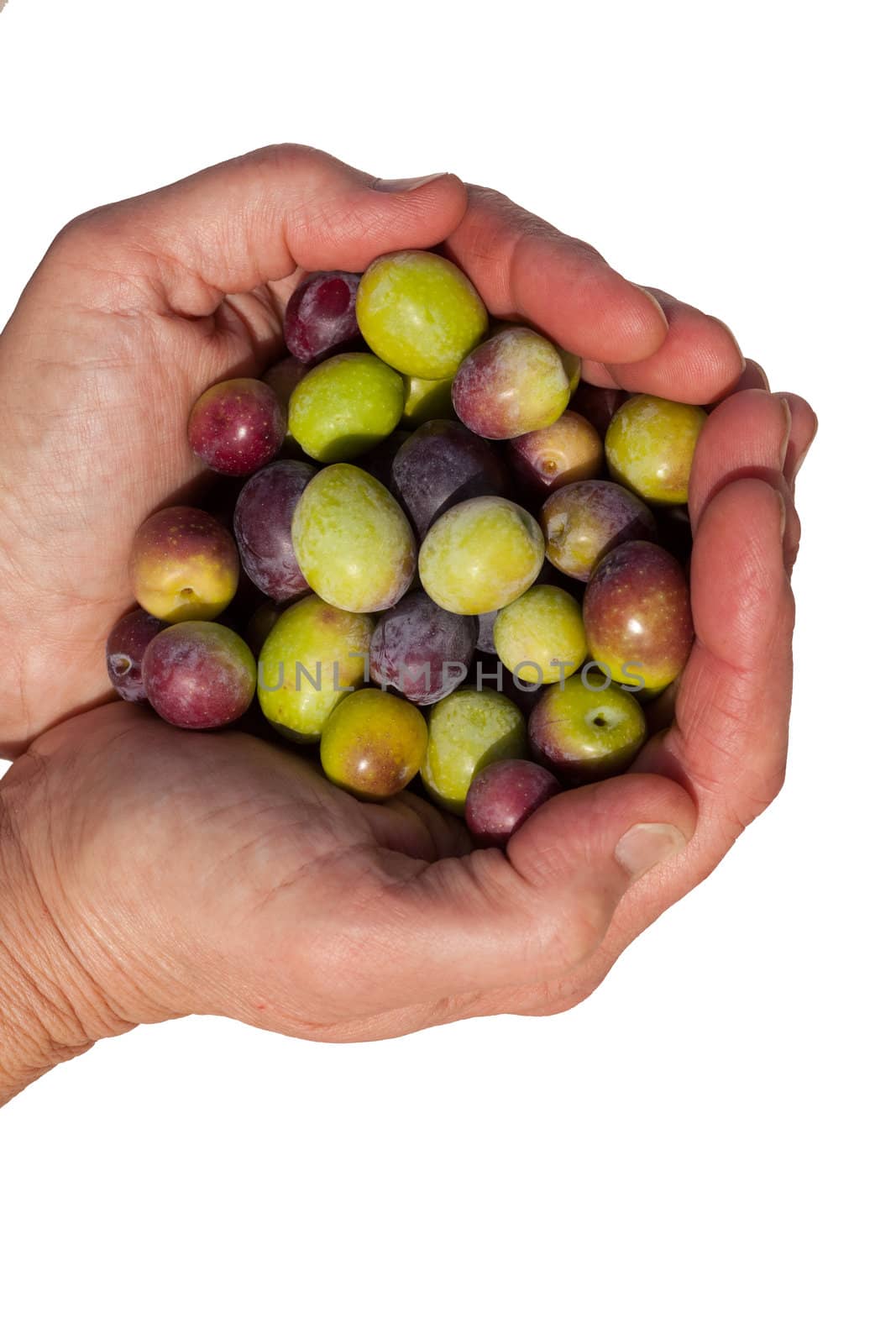 Good handful of ripe olives by PiLens