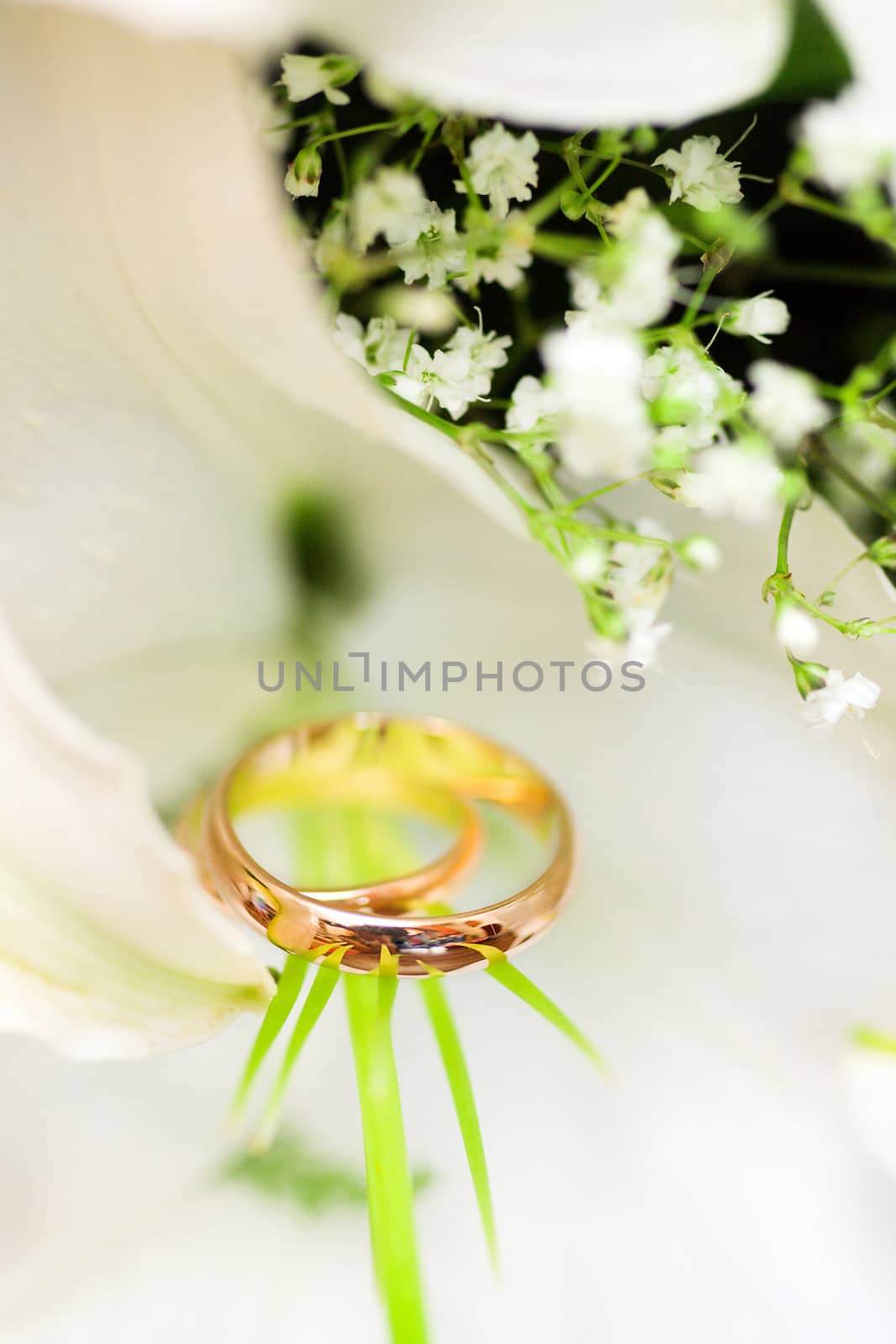 Wedding Rings by olga_sweet