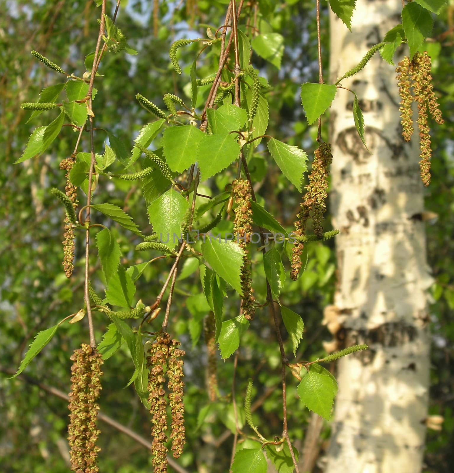 Seeds of a birch by gaev
