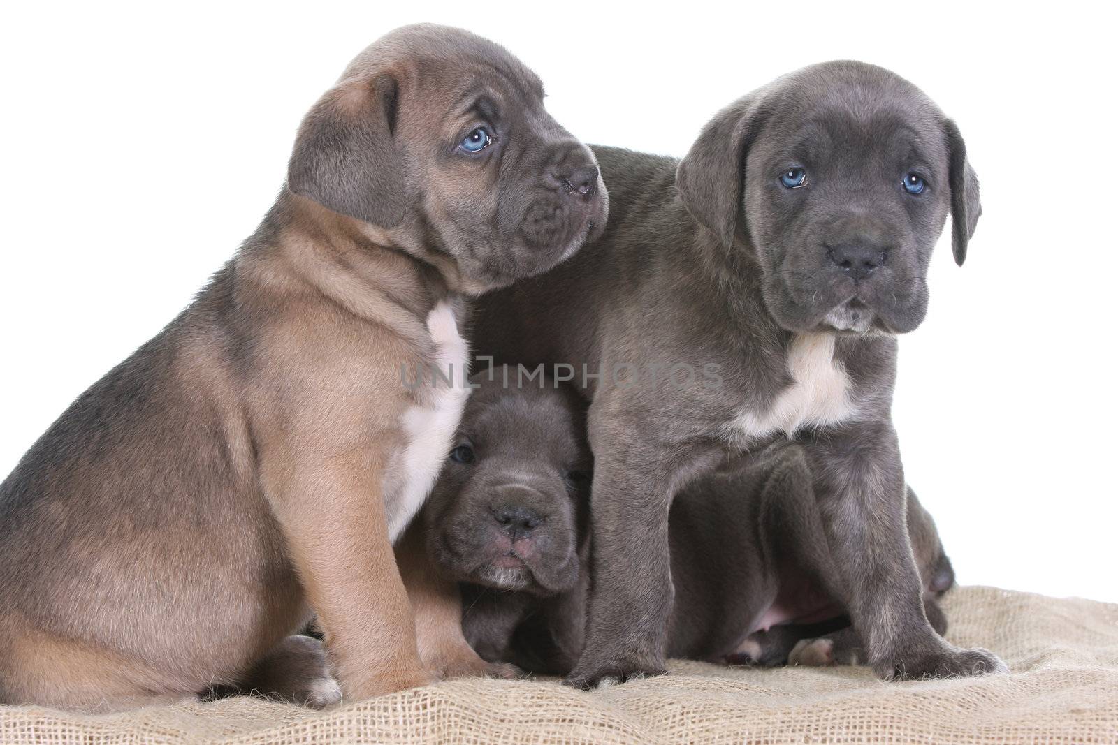 beautiful young puppy italian mastiff cane corso ( 5 weeks )