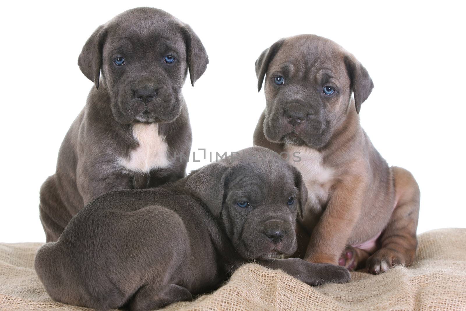 beautiful young puppy italian mastiff cane corso ( 5 weeks )