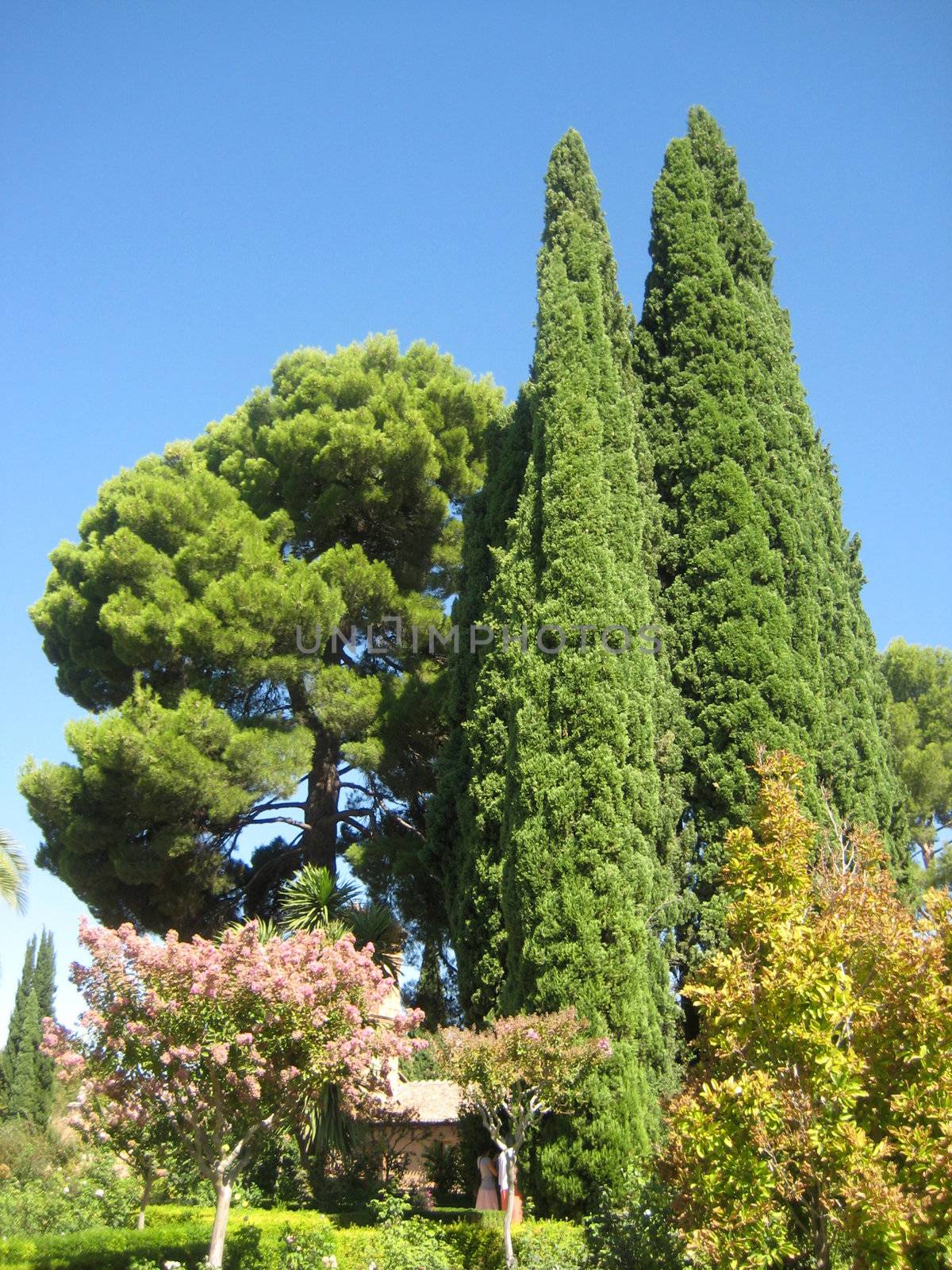 Green tree in garden Alhambra Granada Spain