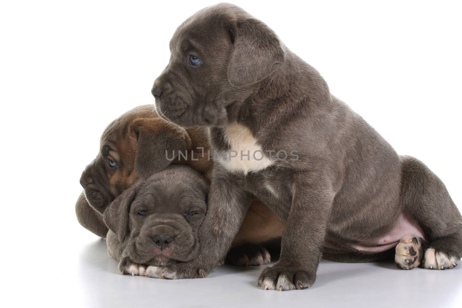 beautiful young puppy italian mastiff cane corso ( 5 weeks )