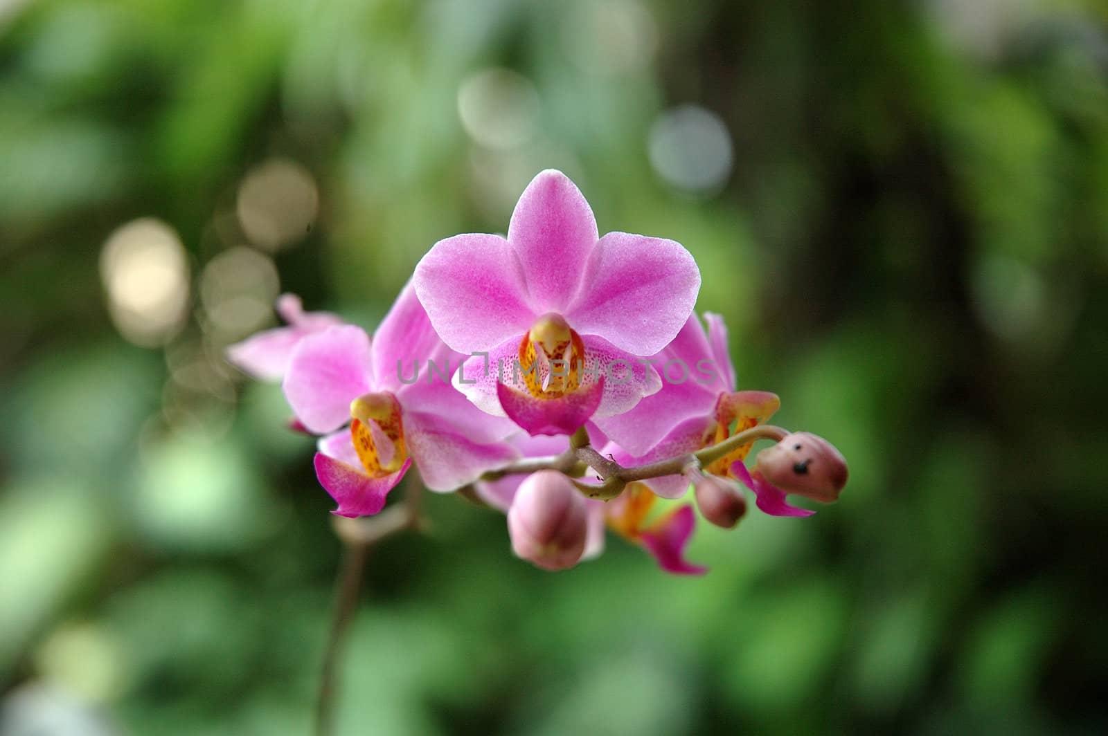 pink orchid that growth well in indonesia