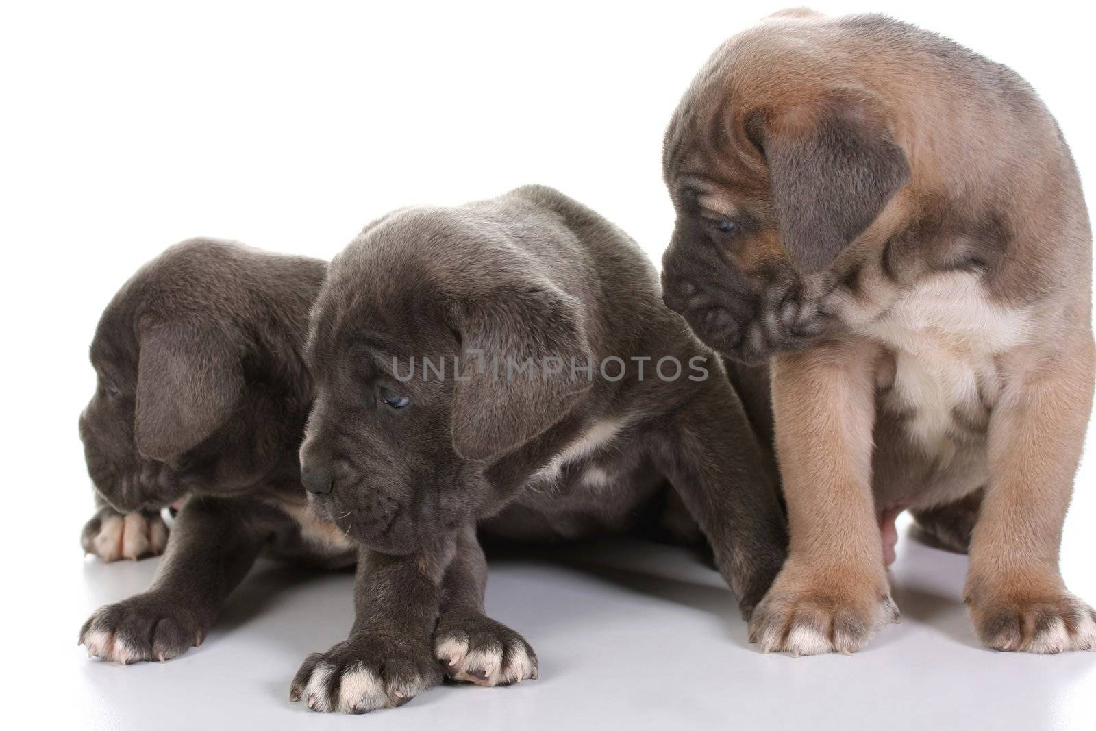 beautiful young puppy italian mastiff cane corso ( 5 weeks )