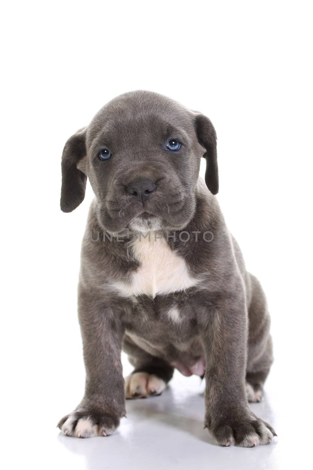 beautiful young puppy italian mastiff cane corso ( 5 weeks )