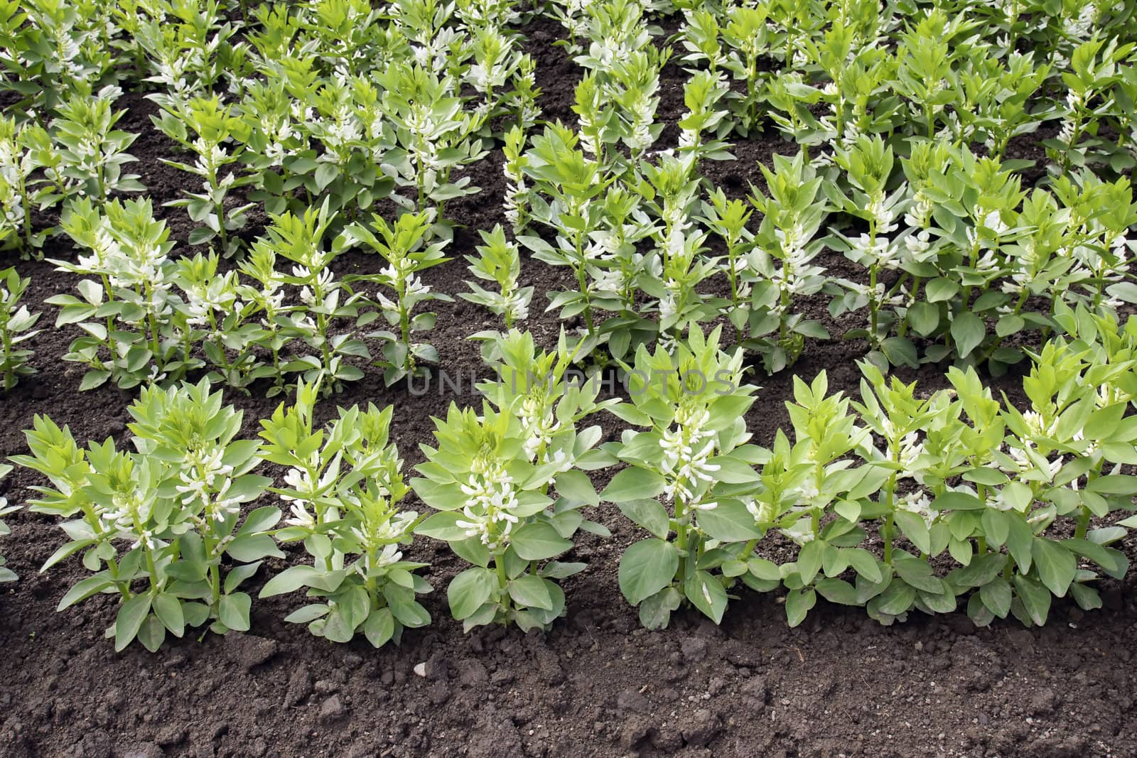 Agriculture background: cultivated field or garden of fava or broad bean (Vicia faba) with rows of the white bloom plant.