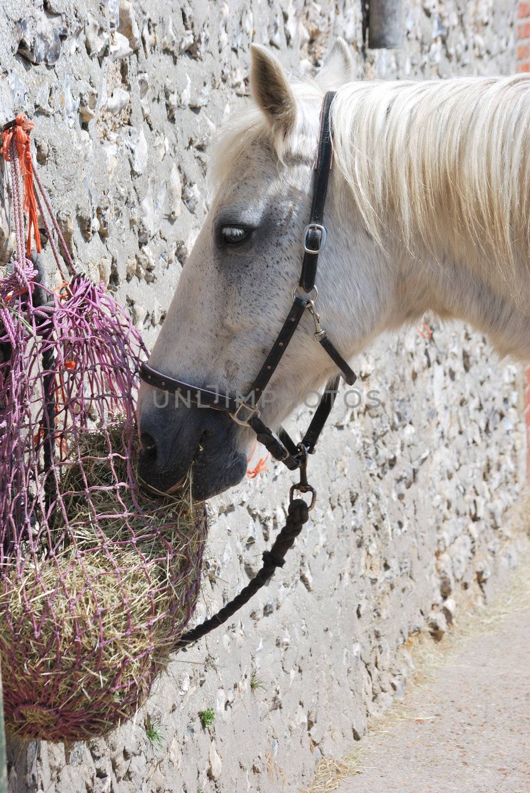 Horse enjoying its Hay
