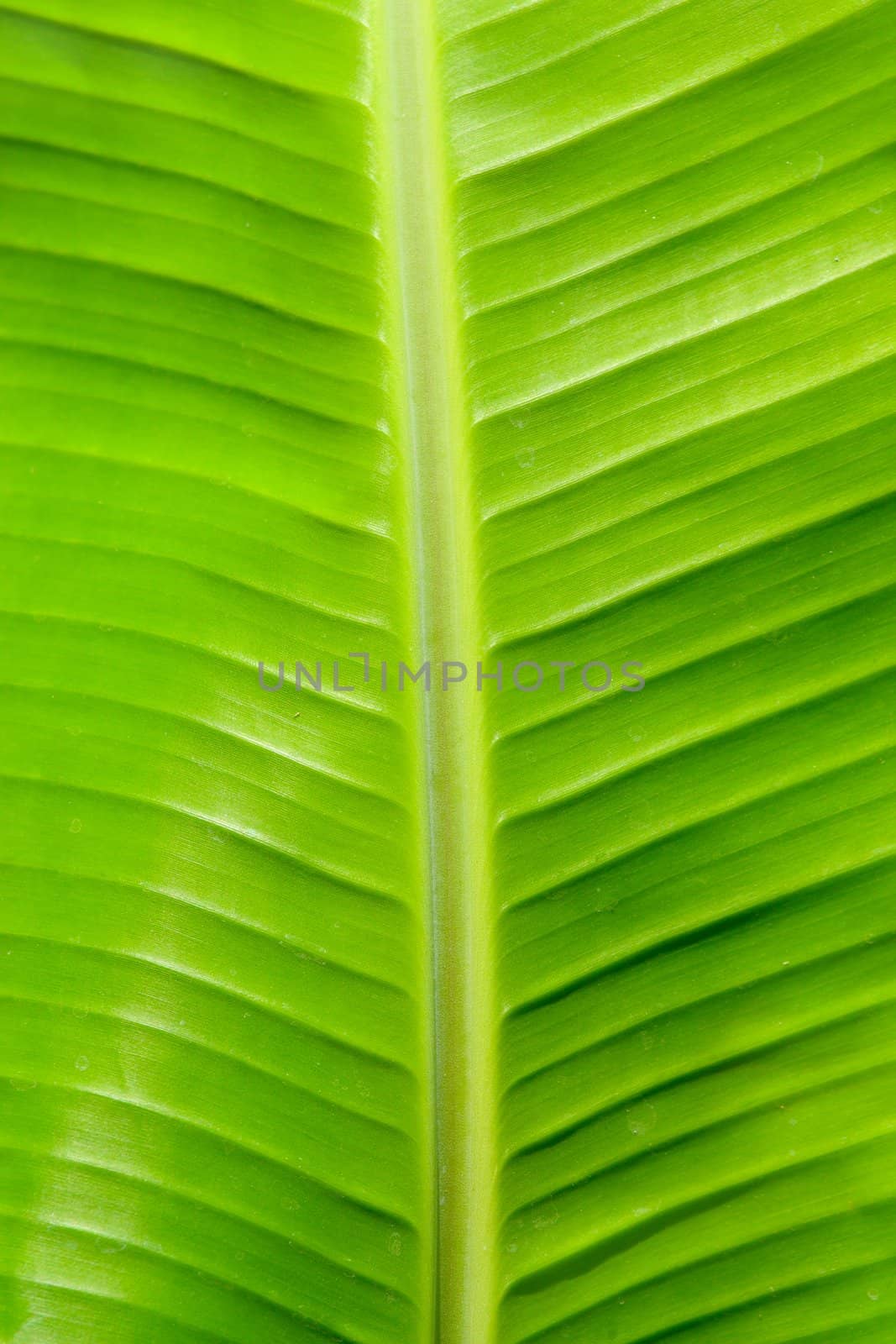 banana leaf