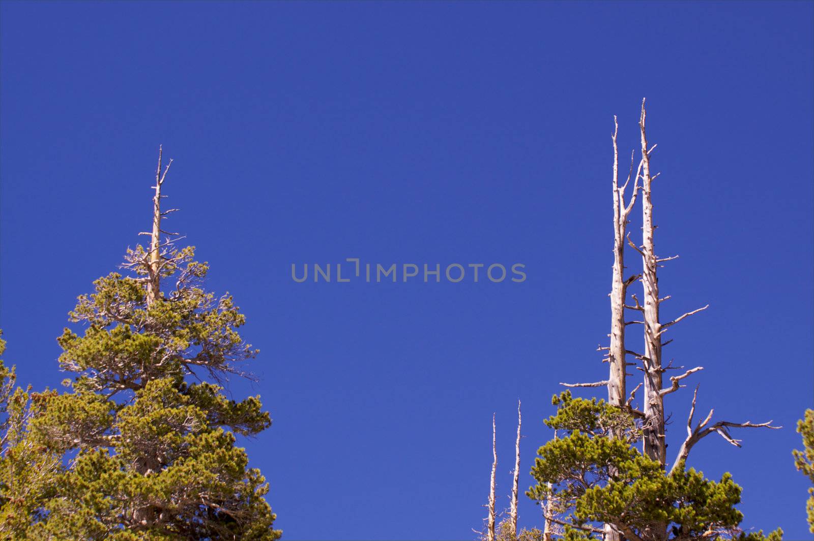 Three old pine trees agains a deep blue sky