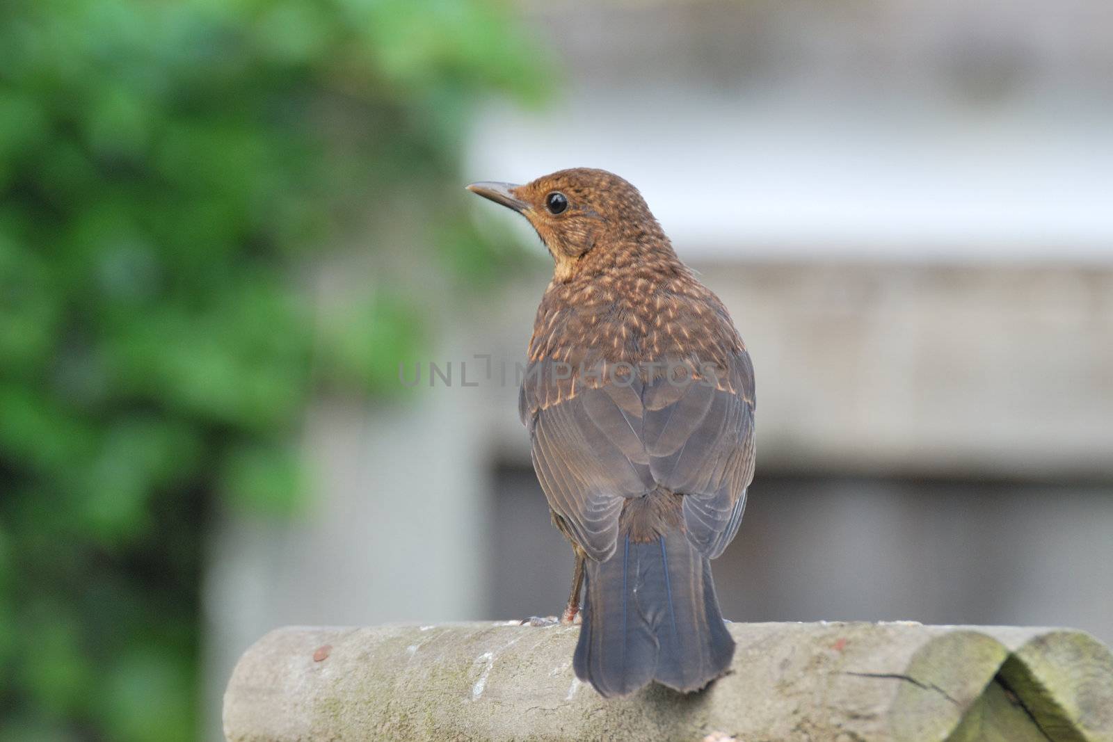 juvenile blackbird sitting in garden