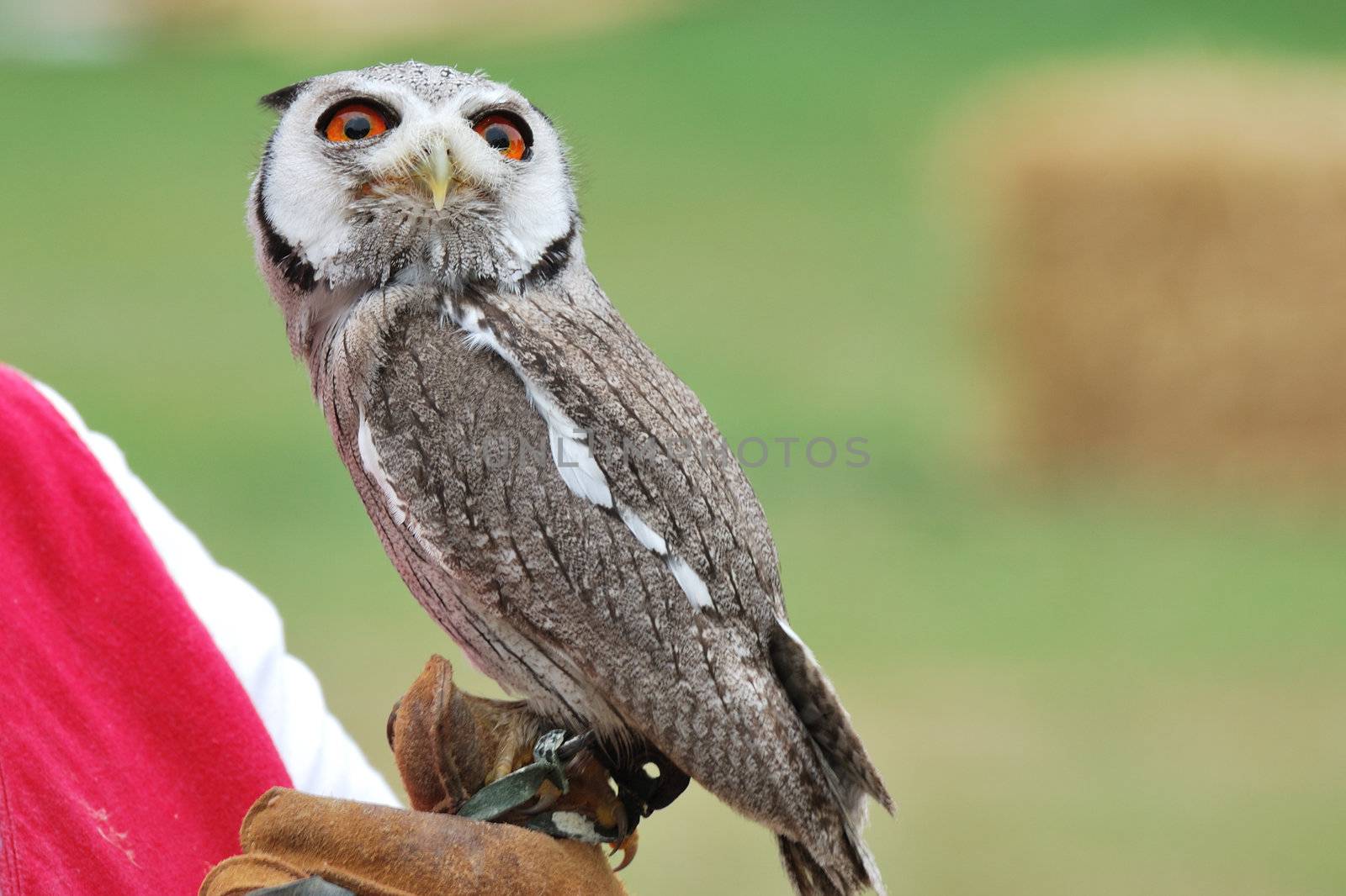young owl perched on leather glove