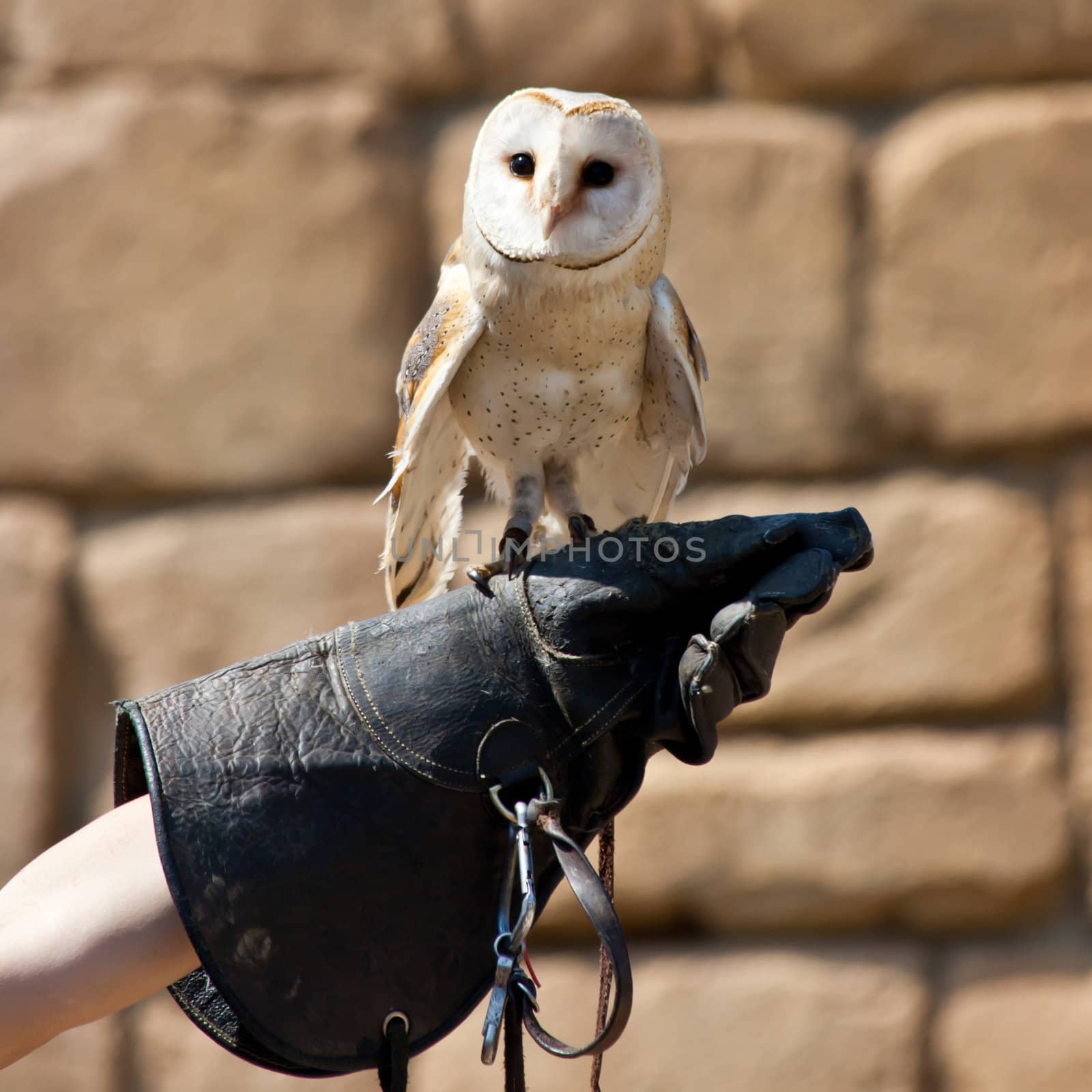 The Barn Owl (Tyto alba) is the most widely distributed species of owl, and one of the most widespread of all birds. It is also referred to as Common Barn Owl, to distinguish it from other species in the barn-owl family Tytonidae.