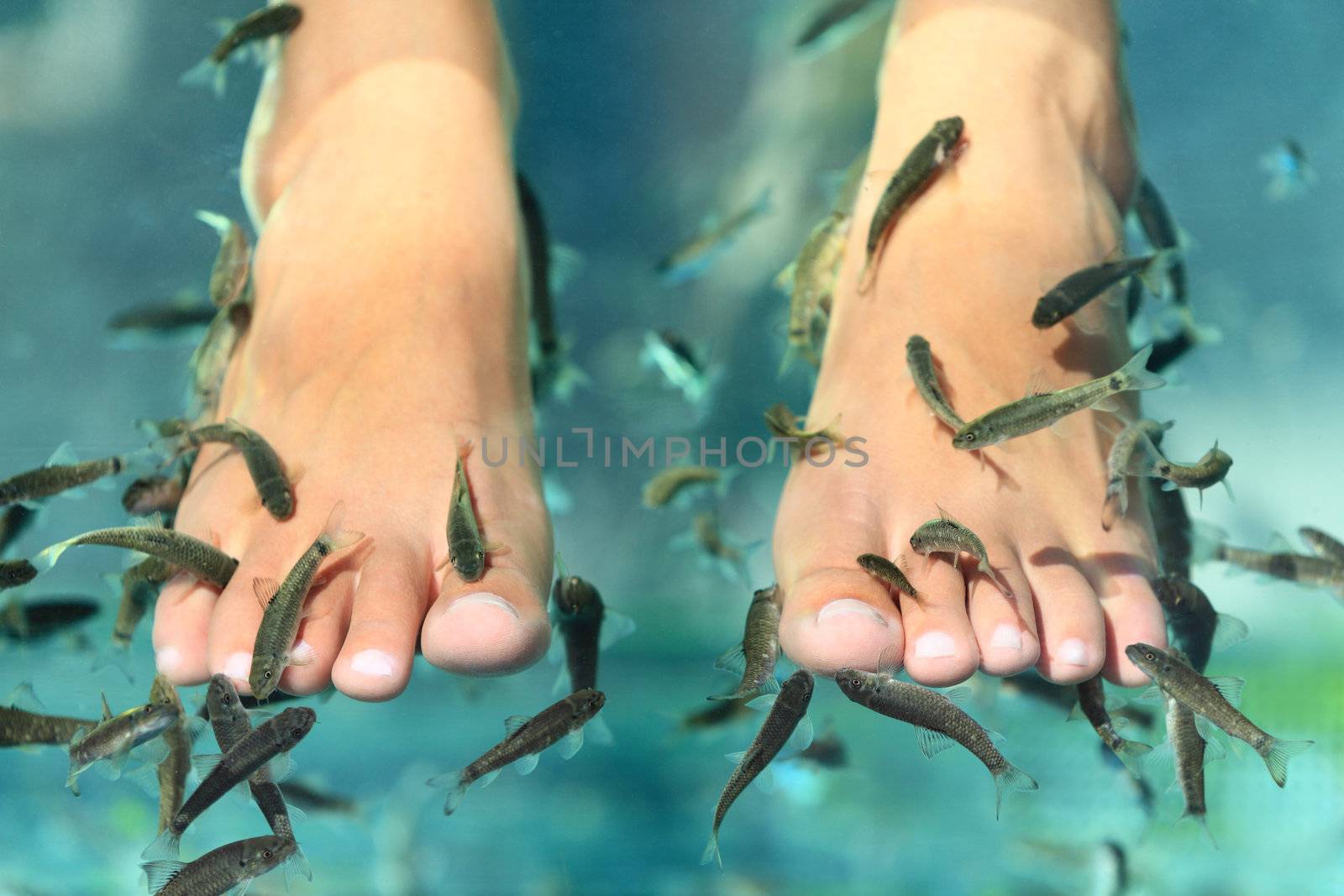 Fish spa pedicure wellness skin care treatment with the fish rufa garra, also called doctor fish, nibble fish and kangal fish.