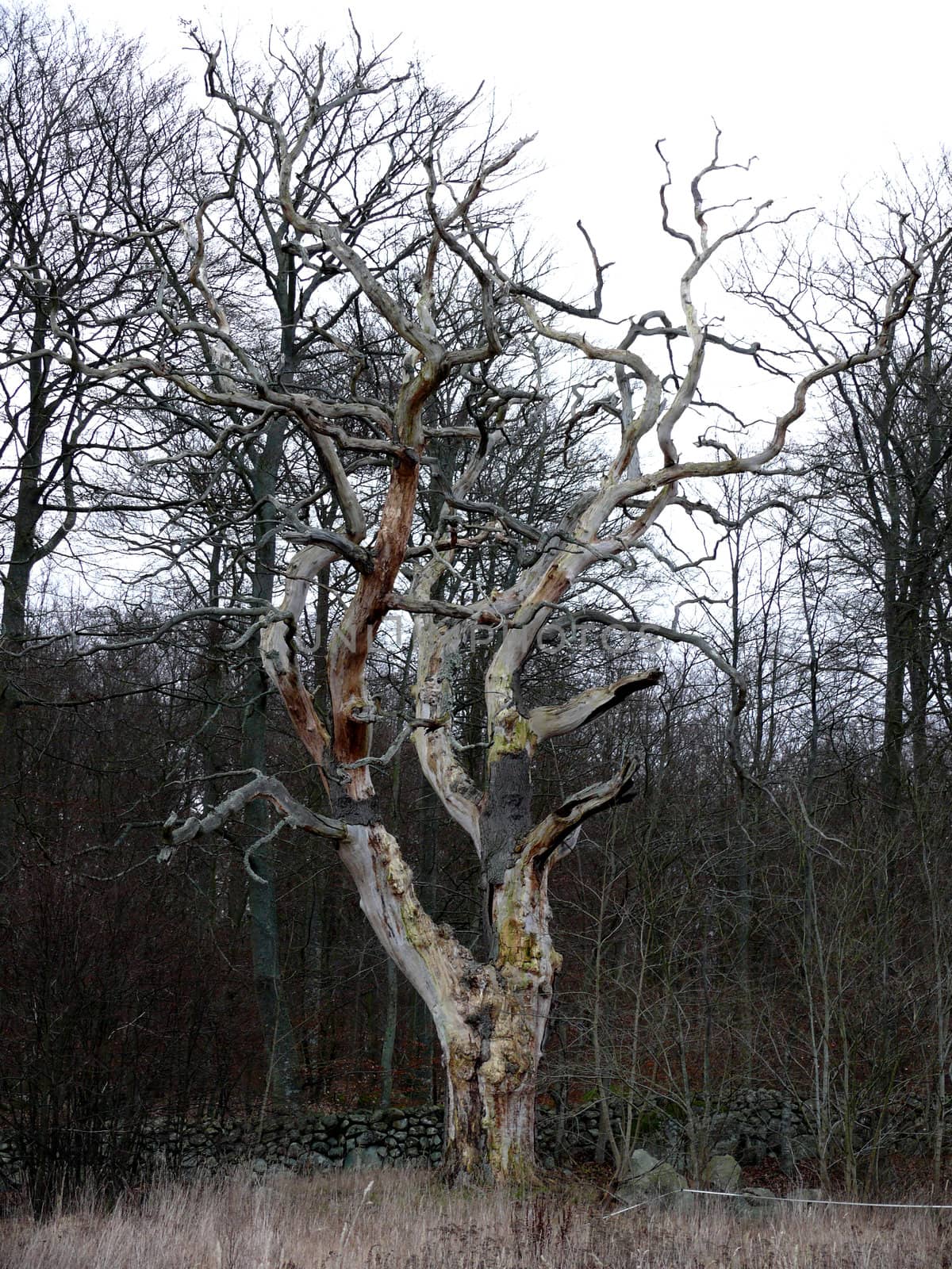 portrait of an mystical old tree in forrest