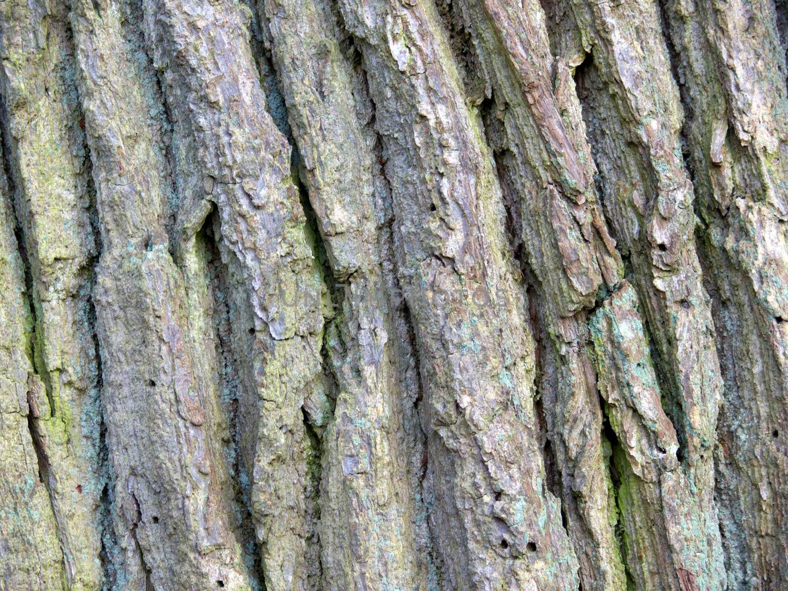 portrait of oak tree texture
