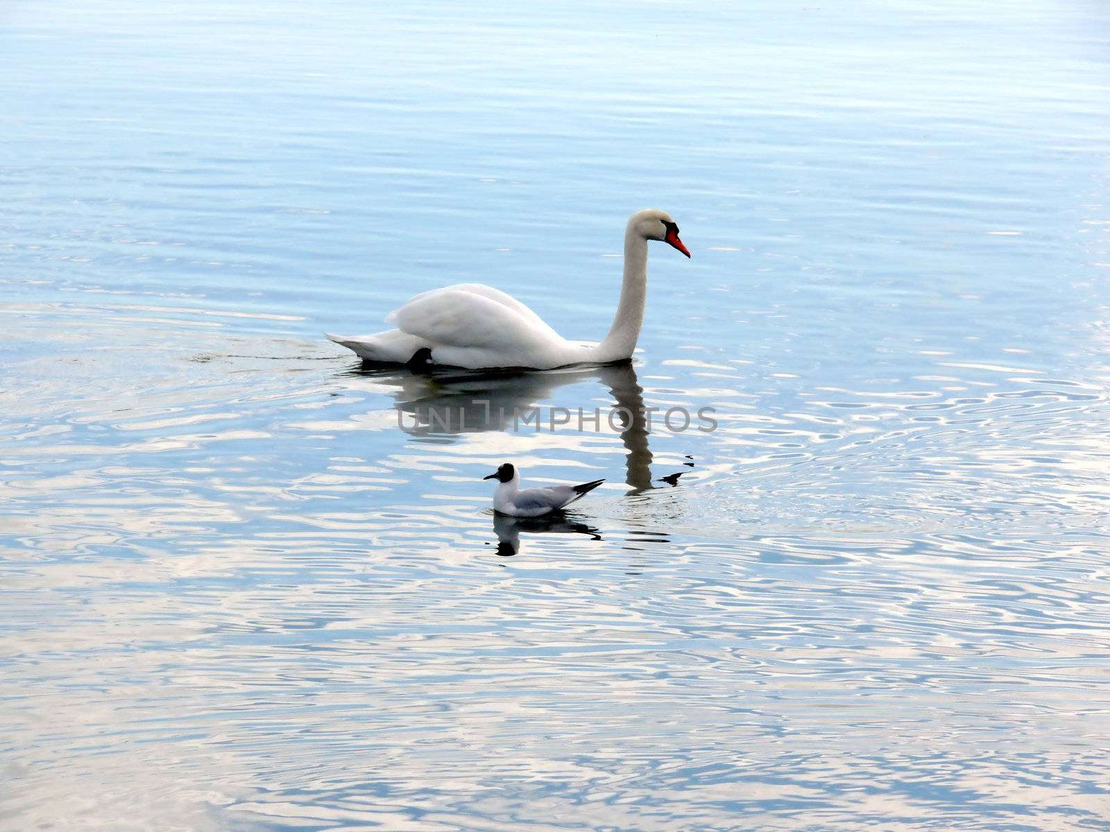 portrait of beautiful swan and seagull swim in calm water