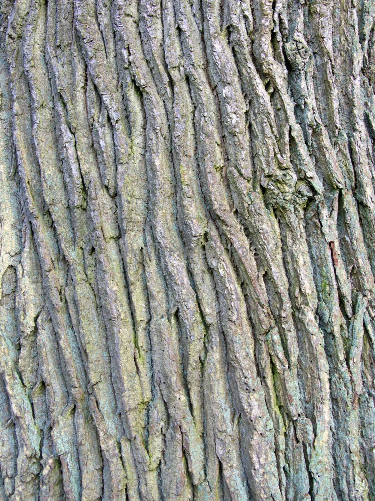 portrait of oak tree texture