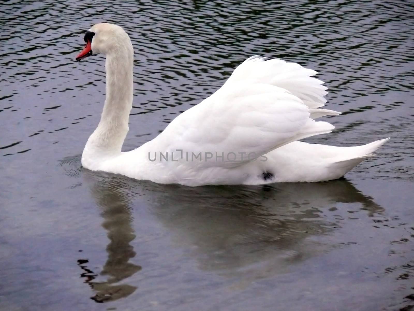 portrait of mute swan in lake