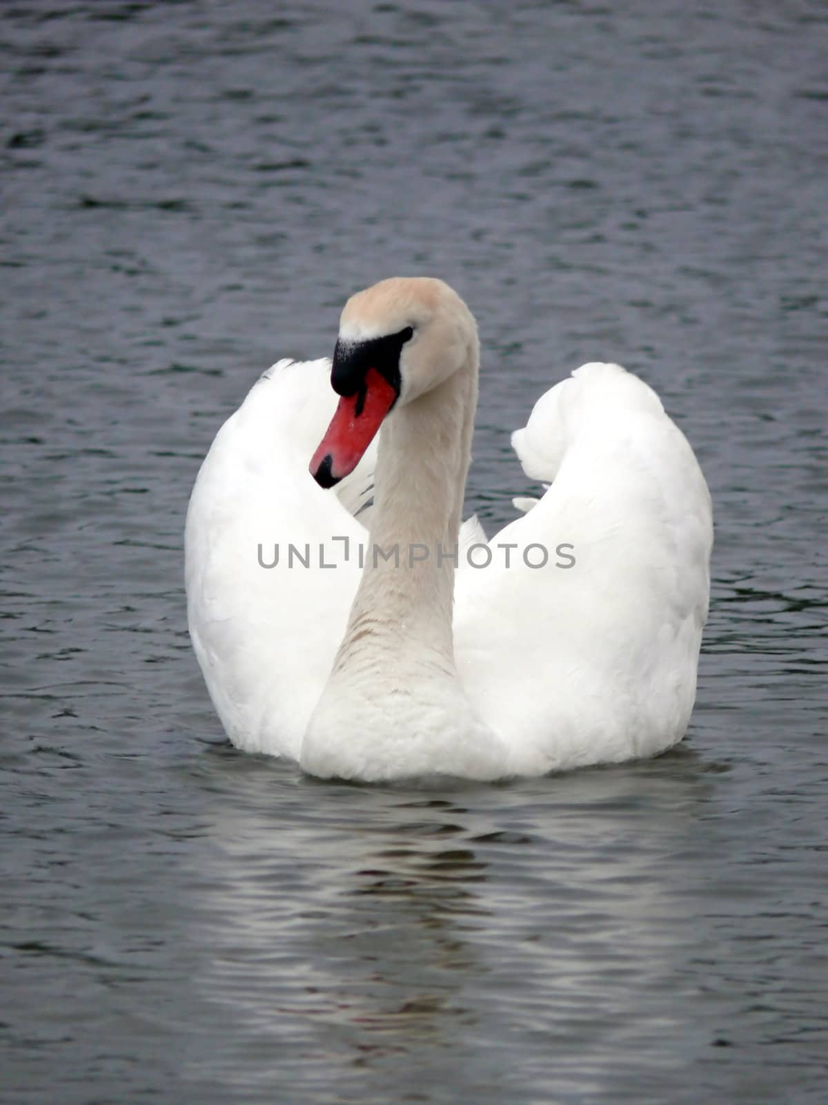 portrait of mute swan in lake