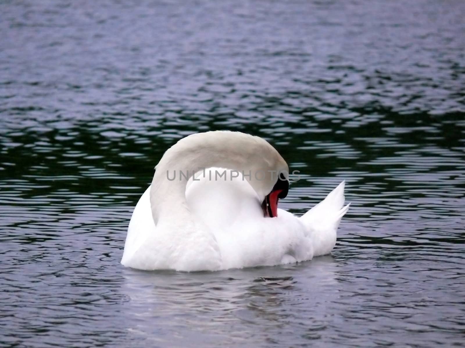 portrait of mute swan in lake