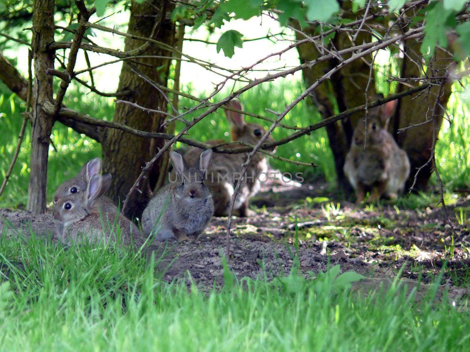 portrait of wild rabbit family at their nest