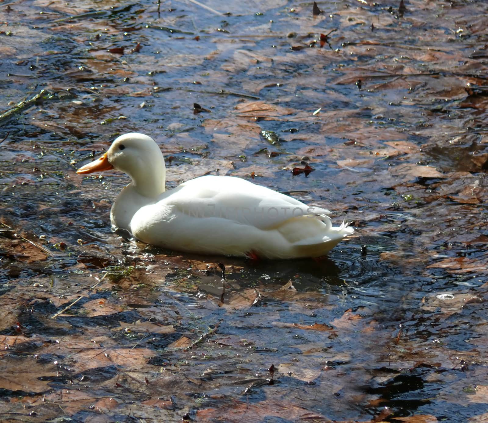 portrait of white duck in sea with leaves at autumn
