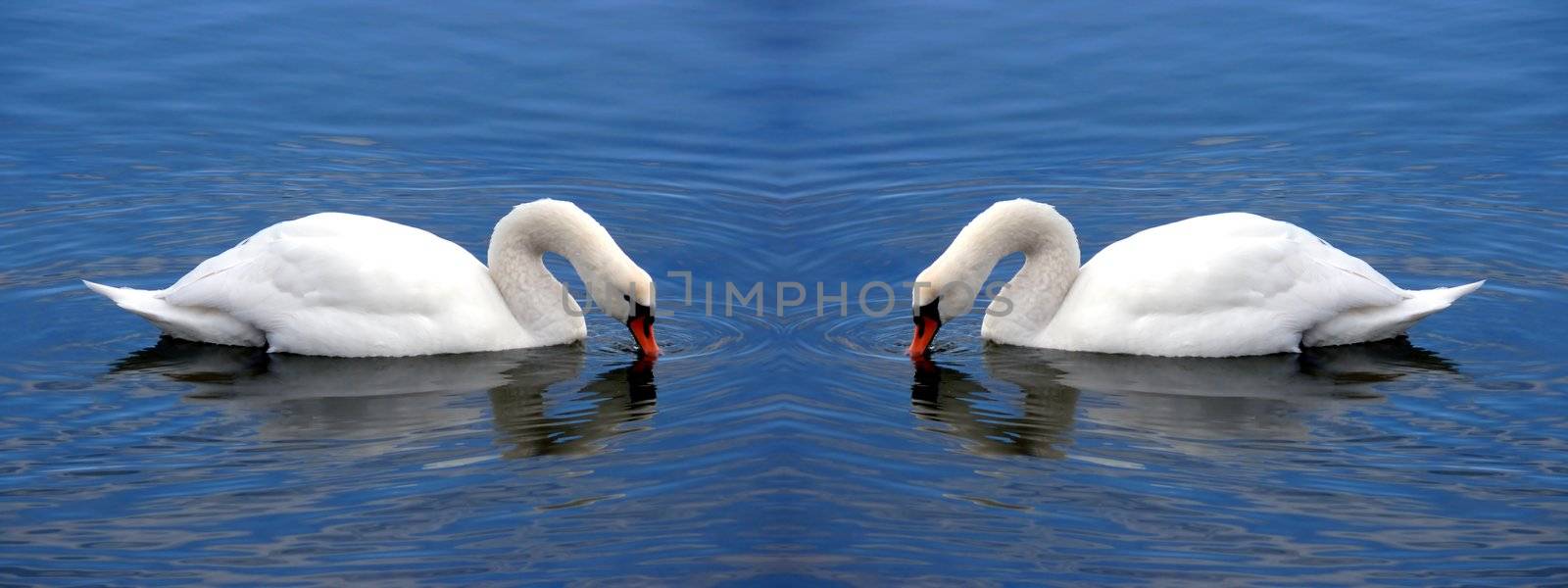portrait of beautiful swan forming hearts